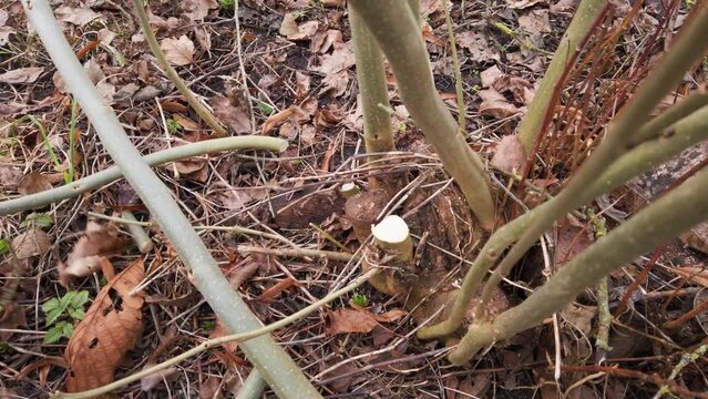 Worker gloves cut tree branches with lopper close to ground and toss away