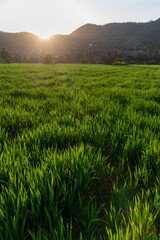 Bright sun beams shine on the green meadow field at sunset