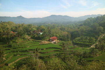 rice field in village