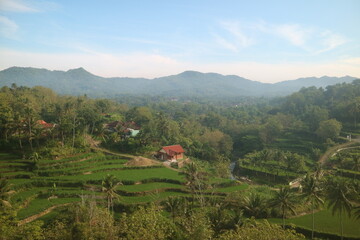 Fototapeta na wymiar rice field in village