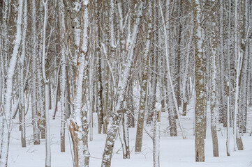 Fototapeta premium 雪の後の白い冬の森。