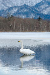 凍った冬の湖の白鳥。北海道の屈斜路湖。