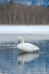 凍った冬の湖の白鳥。北海道の屈斜路湖。