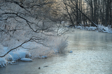 冬の朝の森の川