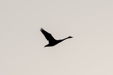 空を飛ぶ白鳥の横向きのシルエット。