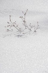 キラキラした雪原の枯草。