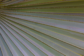 close up of palm leaf	
