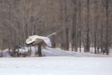 冬の森を飛ぶ一羽の白鳥
