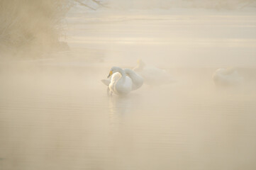 濃い朝靄の湖の白鳥。北海道の屈斜路湖。