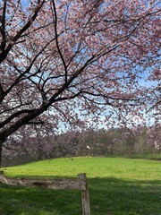 a blooming cherry tree with a blue sky