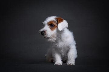 Jack Russel Terrier puppy