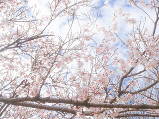 青空に映える美しい桜の木