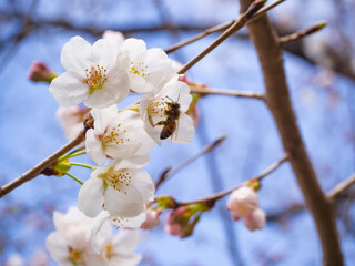 桜の花から蜜を集めるミツバチ