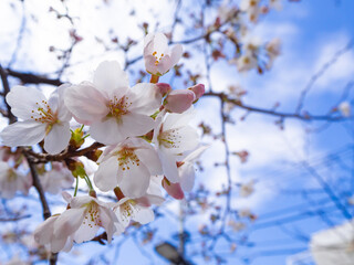 花粉症にはつらい季節に芽吹く桜の木 - obrazy, fototapety, plakaty