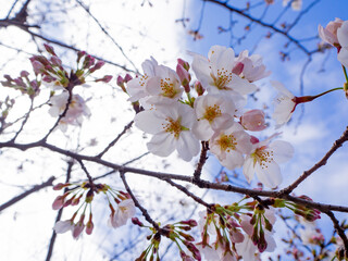 うららかな春の日に満開になった日本の雅な桜の木 - obrazy, fototapety, plakaty
