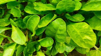 newborn plants fresh green leaf background  - Powered by Adobe