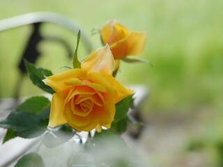 yellow rose flower