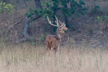 Chital or cheetal deer also known as spotted male deer in the tall grasses. Selective focus.