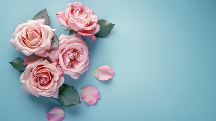 beautiful roses on a light blue background, top view.