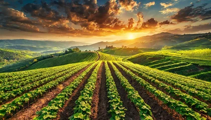 Fotobehang field with vegetables, epic nature background, landscape © creativemariolorek