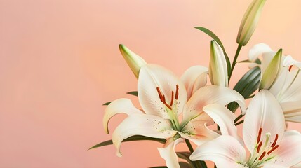 Lilies Flowers spring summer Minimalism Background with empty Copy Space for text - Lilies Backgrounds Series - Lilies background wallpaper texture