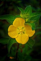 Closeup view of Ludwigia peruviana, with the common names Peruvian primrose-willow or Peruvian water primrose, is an aquatic, sometimes deciduous species of flowering plant