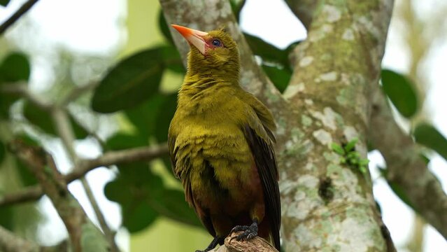 Green oropendola, psarocolius viridis perched on tree branch in wooded habitats, observing its surroundings, emitting distinctive calls amidst the forest and shake up the feathers, close up shot.