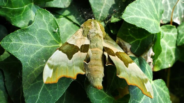 Garden scene with Lime Hawk Moth resting on green leaf. Close up, static
