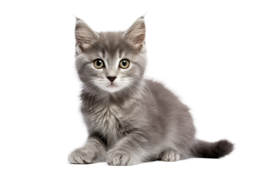 Small Gray Kitten Sitting on Top of White Floor. On a White or Clear Surface PNG Transparent Background.