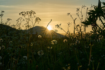 Beautiful warm rays of sun through grass and herbs on a meadow in summer along the coast of the...