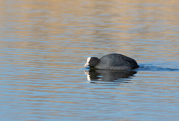 Eurasian coot. On a sunny morning, a bird floats down the river, reflecting in the water