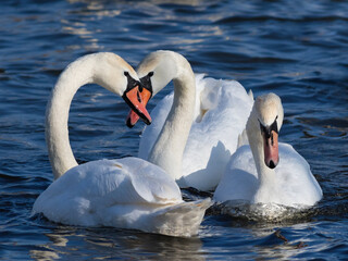 Mute swan, Cygnus olor. Male and female join together as a family, cooing with each other