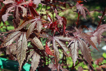 The leaves of Hibiscus acetosella, the cranberry hibiscus or African rosemallow