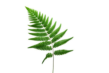 Green Fern Leaf on White Background. On a White or Clear Surface PNG Transparent Background.