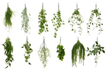 Green Plants Hanging From Hooks. On a White or Clear Surface PNG Transparent Background.