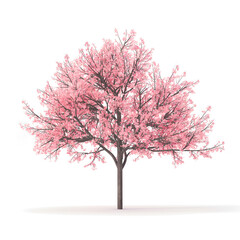 cherry blossom tree on transparent background
