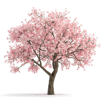 cherry blossom tree on transparent background