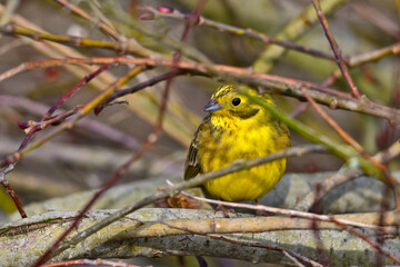 Goldammer // Yellowhammer (Emberiza citrinella)