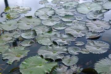 The lotus tribe or Nymphaeaceae is a member of the flowering plant tribe. Pinky water lily. Lily...