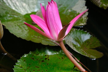 The lotus tribe or Nymphaeaceae is a member of the flowering plant tribe. Pinky water lily. Lily air merah muda. teratai merah muda. living in a muddy pond.