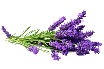 Clump of Lavender Flowers on White Background. On a White or Clear Surface PNG Transparent Background.