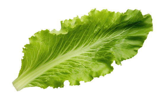 A Leaf of Lettuce on a White Background. On a White or Clear Surface PNG Transparent Background.