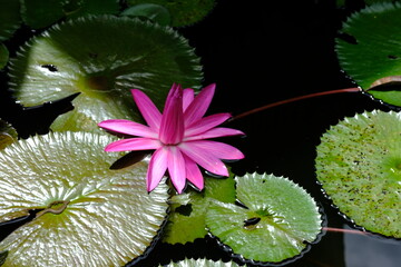 The lotus tribe or Nymphaeaceae is a member of the flowering plant tribe. Pinky water lily. Lily air merah muda. teratai merah muda. living in a muddy pond. - obrazy, fototapety, plakaty