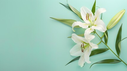 White lily flower on matching background with copy space - beauty spa wellness natural cosmetics concept - obrazy, fototapety, plakaty