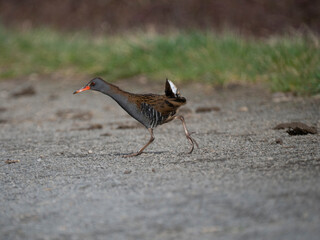 Wasserralle (Rallus aquaticus)