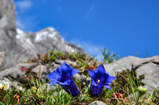 Enzianblüte, Enzianblume in den Alpen
