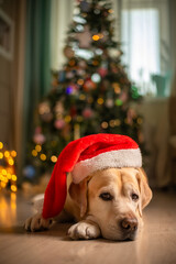 cute funny Labrador dog in a Santa Claus hat, gnome on the background of a Christmas tree. christmas lights, christmas greeting card