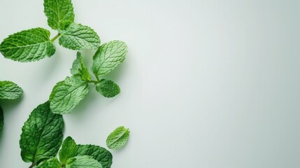 Fresh mint leaf on white background, Copy space. generative AI image - obrazy, fototapety, plakaty