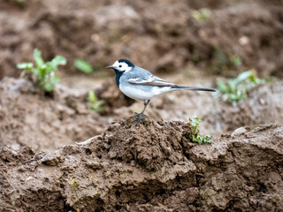 Bachstelze (Motacilla alba)