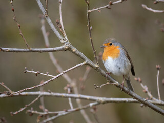 Rotkehlchen (Erithacus rubecula)  
